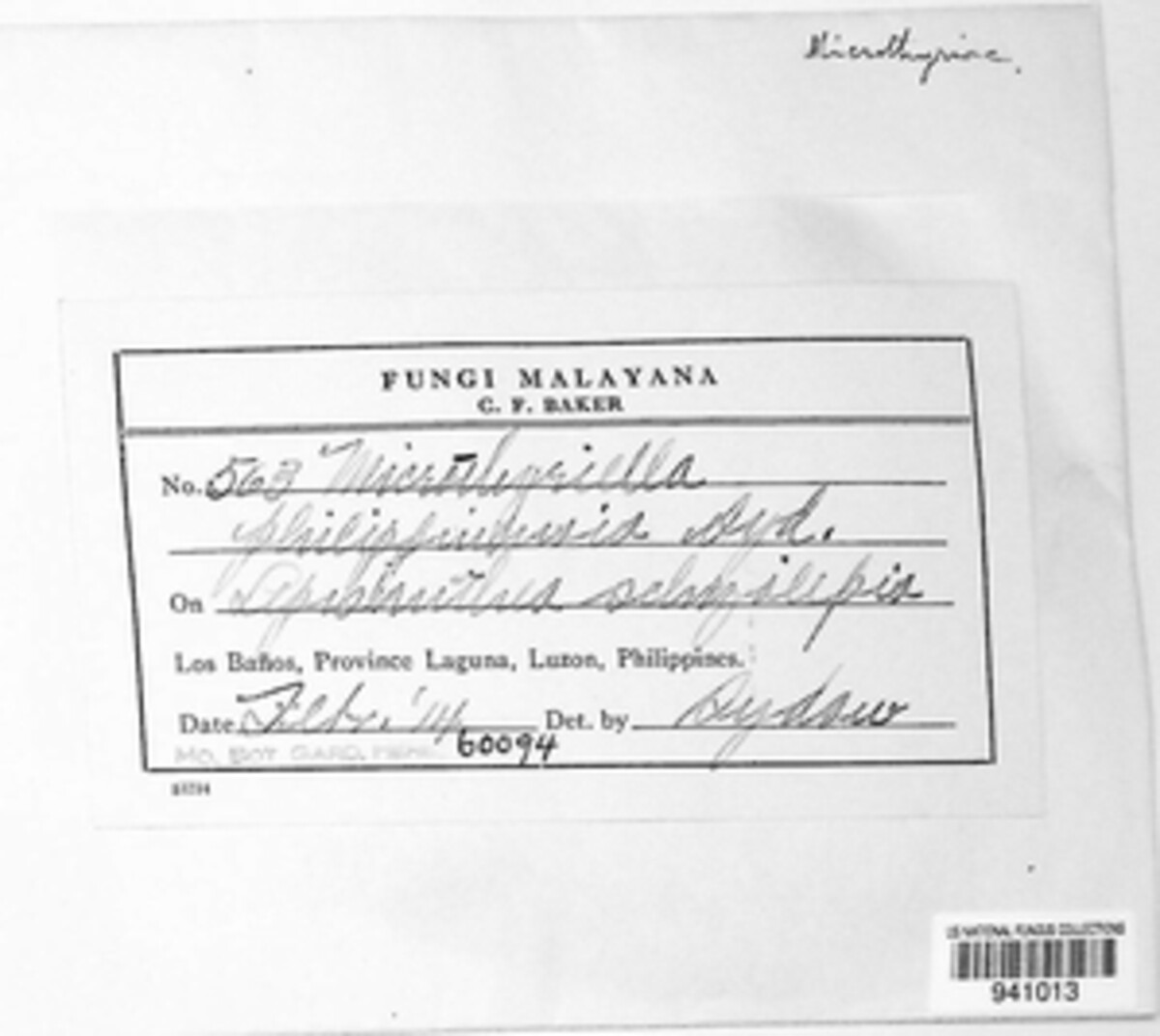 Microthyriella philippinensis image